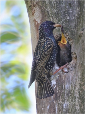<p>ŠPAČEK OBECNÝ (Sturnus vulgaris) /Common starling - Star/</p>